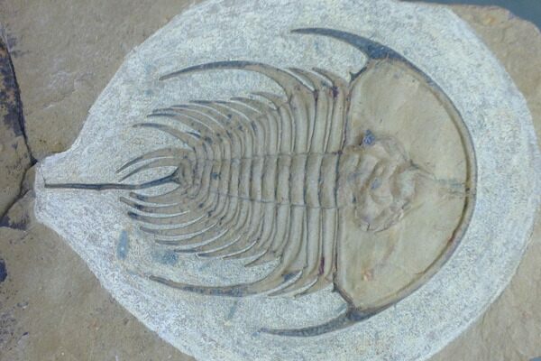 A Redlichiid trilobite (Olenellus nevadensis) from the Lower Cambrian of Nevada.